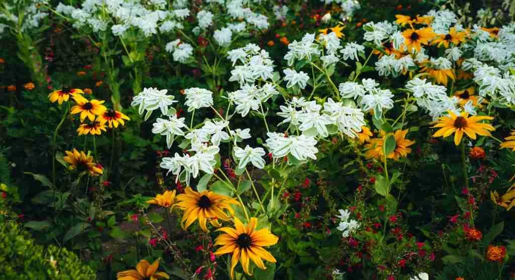 Growing hacks for managing a garden bed with both fast-growing and slow-growing crops