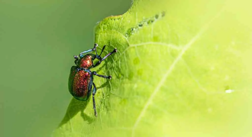 Pest control tips showing how watering can make small leaf damage easier to notice