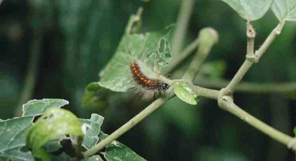 Pest control tips showing why fresh damage on new growth often matters more than older leaf wear