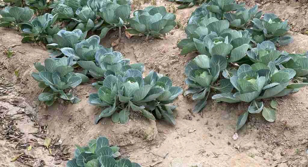 Water saving tips for recognizing how harvest can create a faster-drying area in one part of a bed
