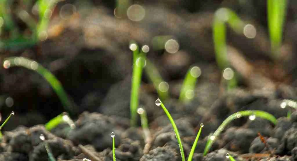 Water saving tips for comparing root-zone moisture after morning versus evening watering