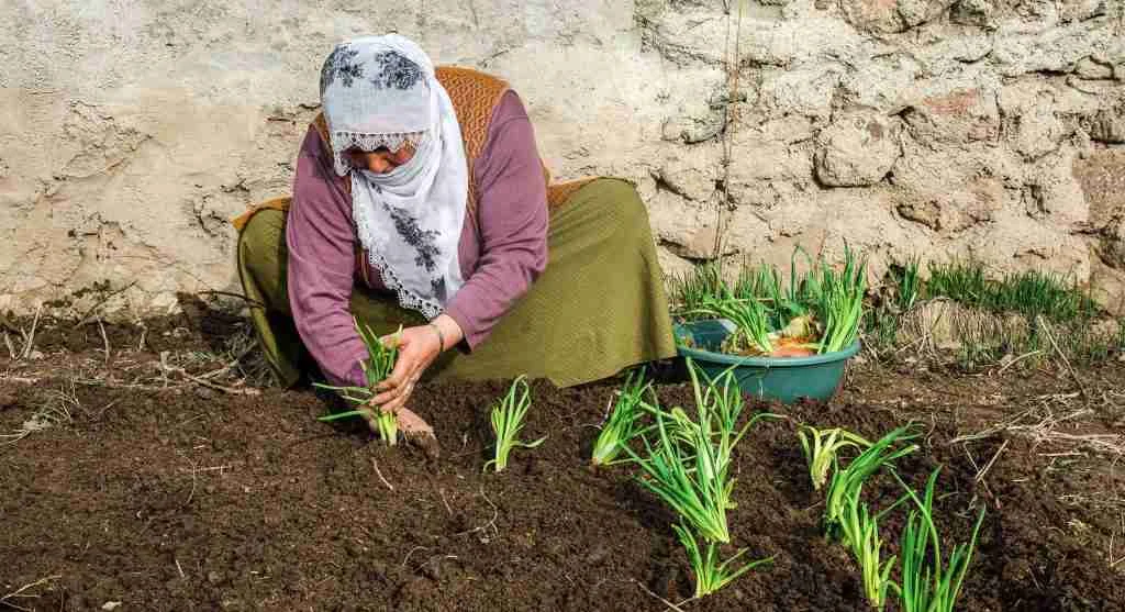 Increasing Crop Diversity in Small Gardens
