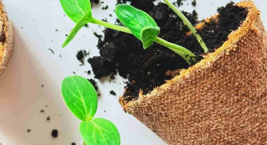Growing hacks using a clear temporary planting strip that can be removed before larger crops expand