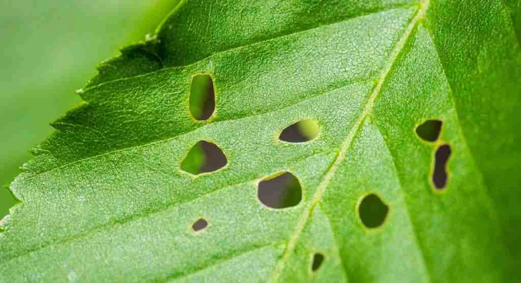 Pest control tips showing how healthy outer foliage can hide pest damage inside dense garden plants