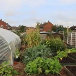 vegetable garden bed management tips