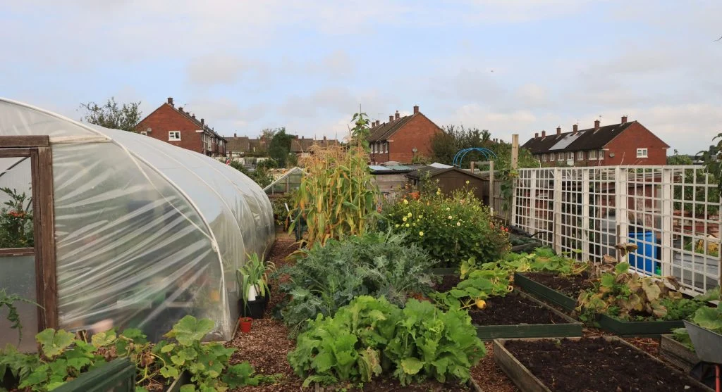 vegetable garden bed management tips