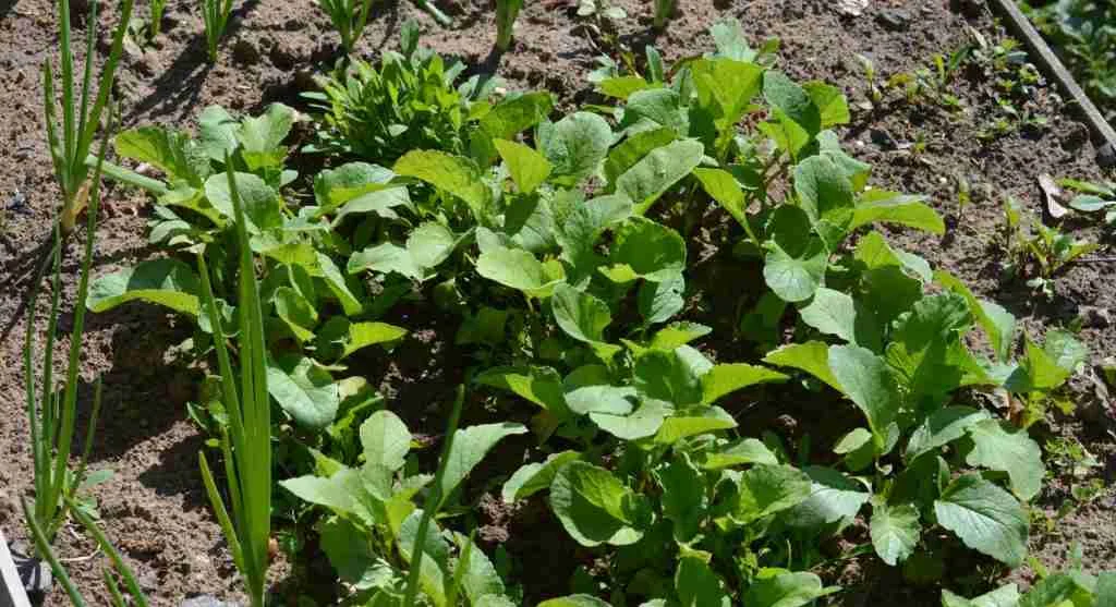 Planting tips showing a compact crop that fits neatly into a garden bed corner