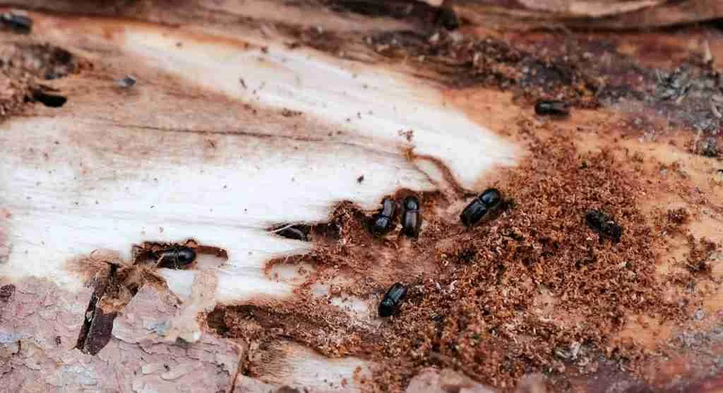 Pest control tips showing how repeated light damage reveals a building pest pattern