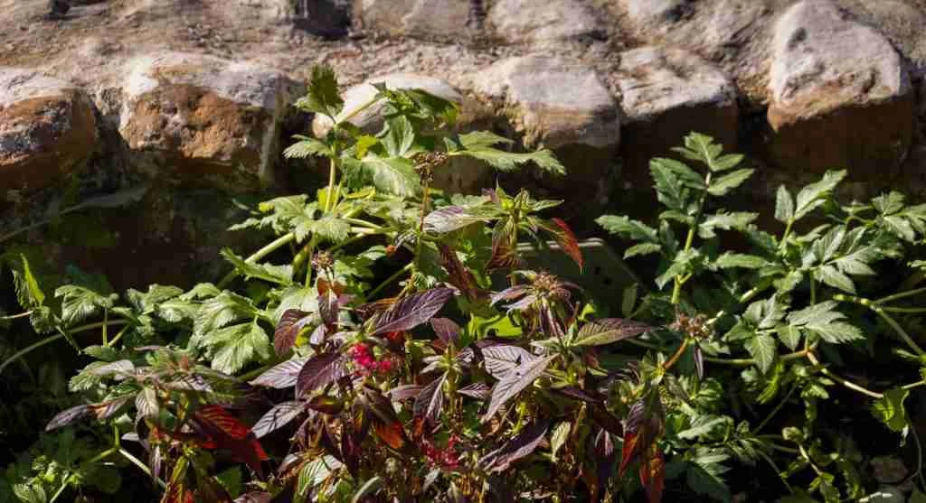 Pest control tips for tracking repeated low-level damage in one part of a garden bed