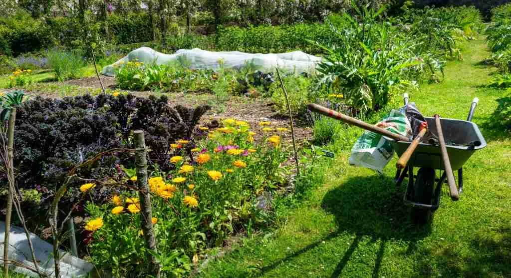Planting tips showing how an established row changes the usable space for a second row nearby