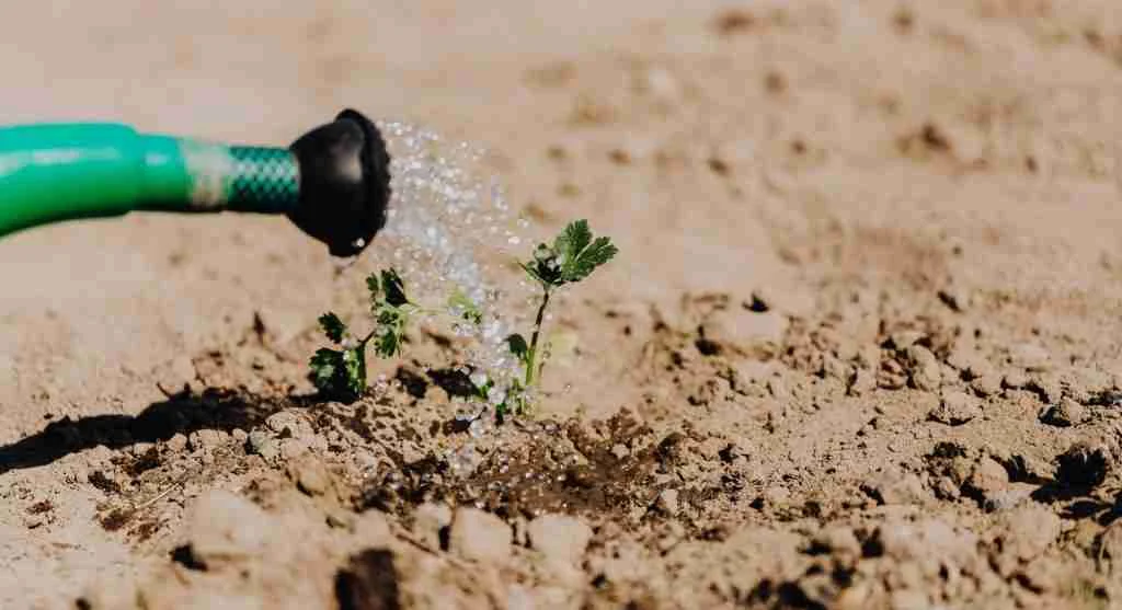 Soil tips for using slow watering to reveal whether a bed surface is resisting water entry