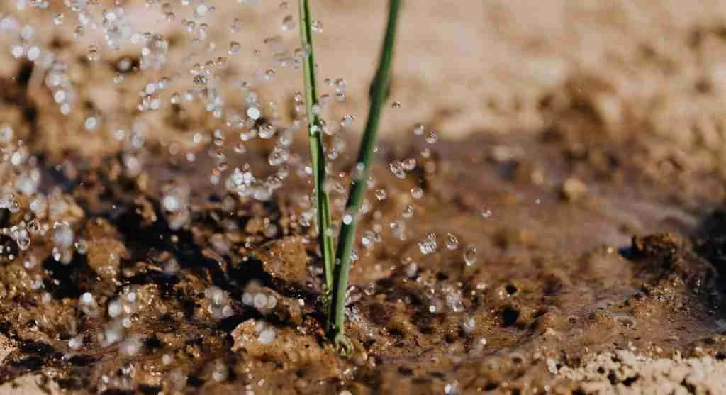 Water saving tips for matching watering methods to different bed layouts and crop types