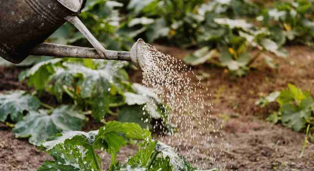 Water saving tips for comparing garden watering methods and reducing moisture waste