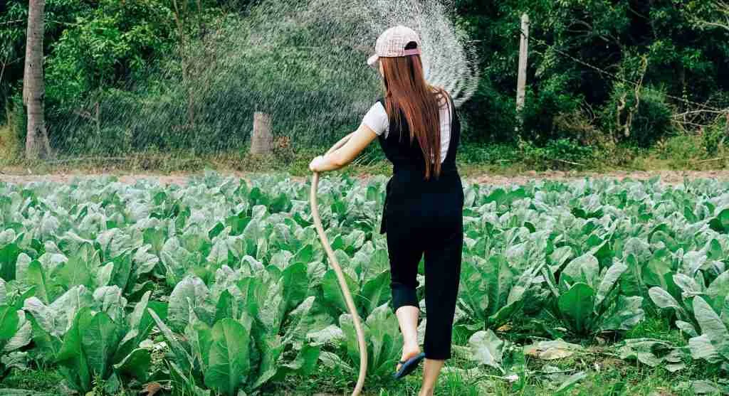 Water saving tips showing how morning watering can support steadier crop performance later in the day