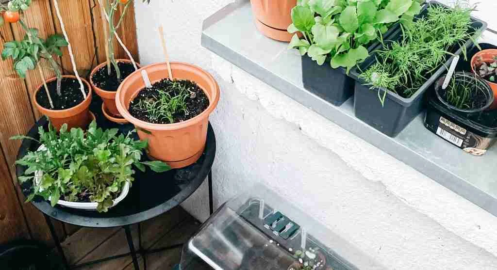 Continuous crop rotation in compact gardens
