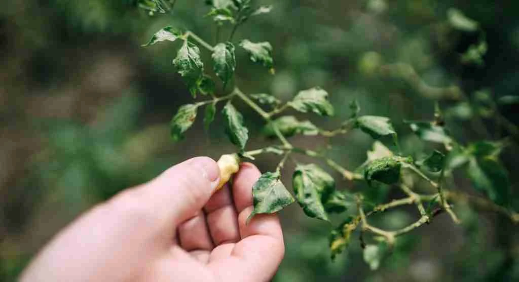 Pest control tips for physically opening dense summer foliage to inspect hidden crop damage