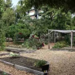 Weeds overtake a once-manicured garden bed