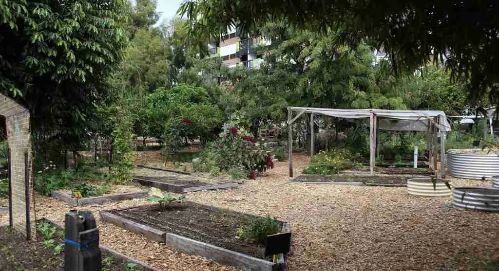 Weeds overtake a once-manicured garden bed