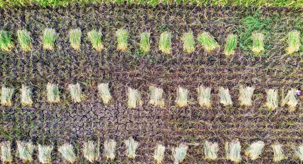 Water saving tips for observing a bed after harvest before deciding how much to water