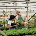Young plants in garden pots