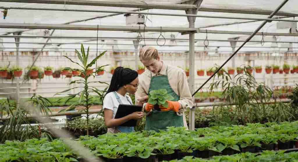 Young plants in garden pots