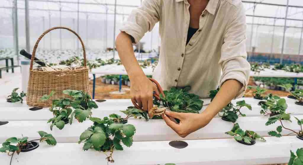 Water saving tips for adjusting garden watering after a large harvest changes bed exposure