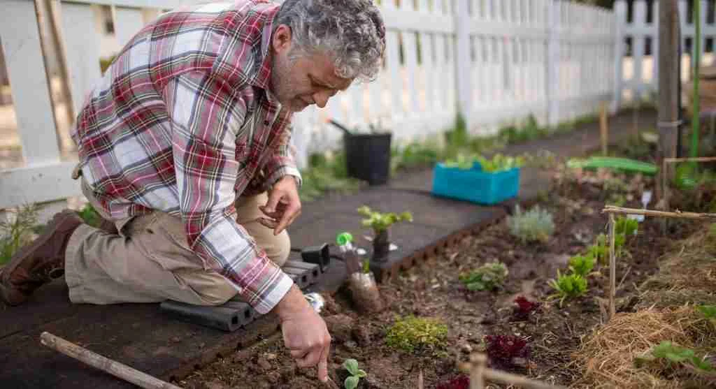 Planting tips for adding a second row beside an established garden row without causing crowding