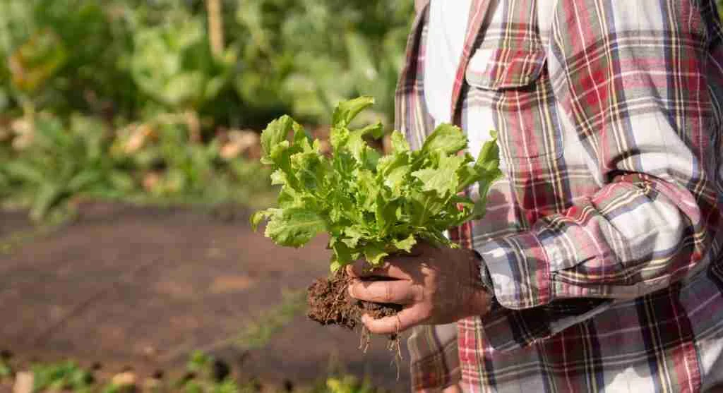 Garden tips showing slower harvest rhythm in a bed that still looks healthy