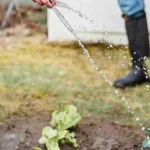 Pest control tips for checking garden damage after watering in a backyard vegetable bed
