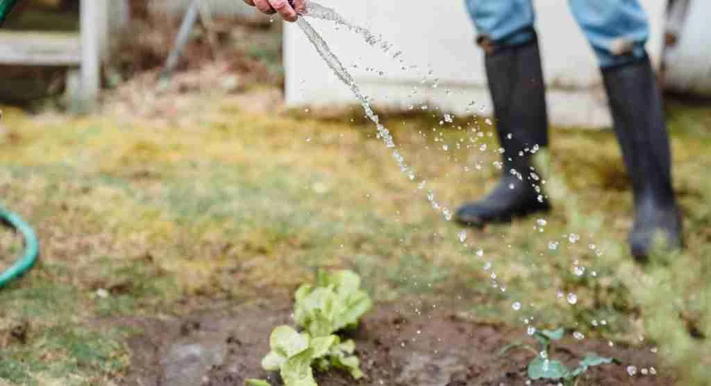 Pest control tips for checking garden damage after watering in a backyard vegetable bed