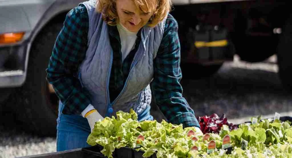 Planting tips showing when a gardener should decide whether to refill thin parts of a row