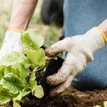 Soil tips for checking hidden root-zone problems in a backyard garden bed