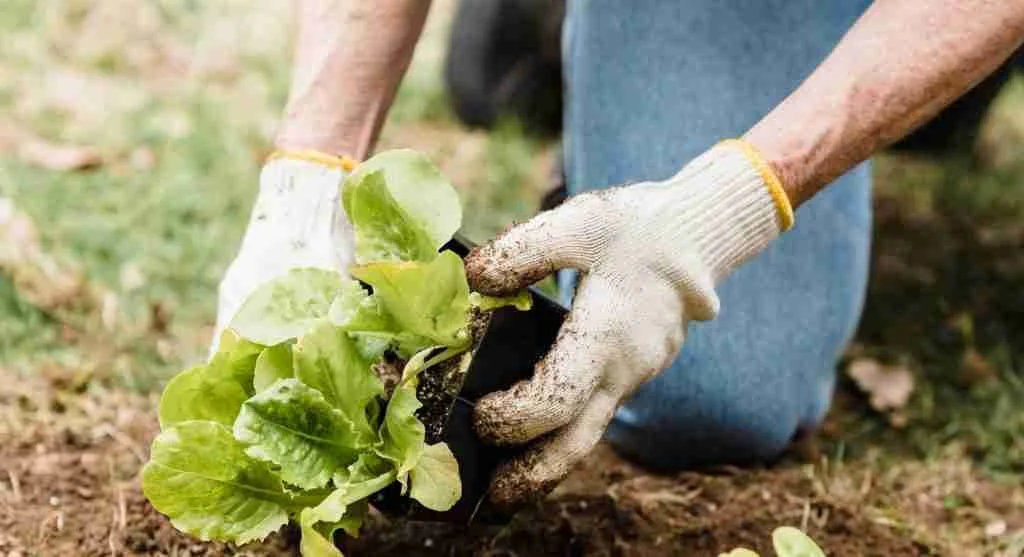 Soil tips for checking hidden root-zone problems in a backyard garden bed