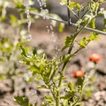 Water saving tips for comparing morning and evening watering in a backyard garden