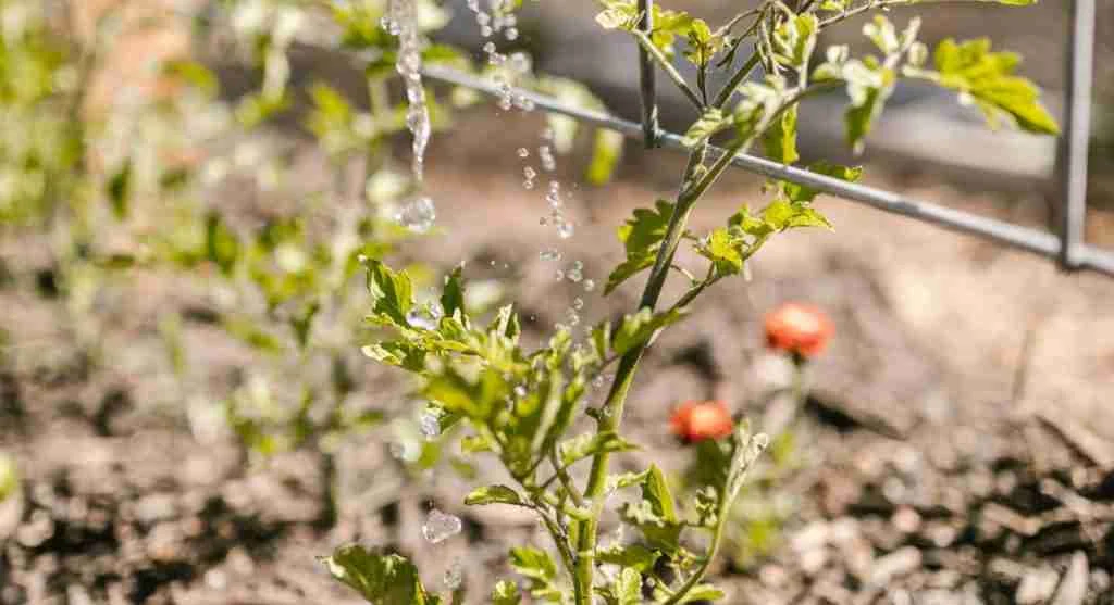 Water saving tips for comparing morning and evening watering in a backyard garden