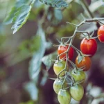 backyard garden harvest tips