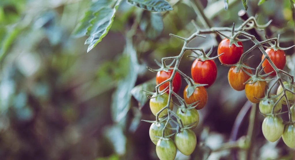backyard garden harvest tips